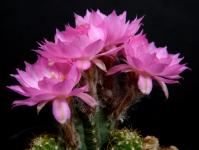 Thumbnail of 2145_Chamaecereus Hybride Lincoln Pink Diamond_20200510_01(1).JPG